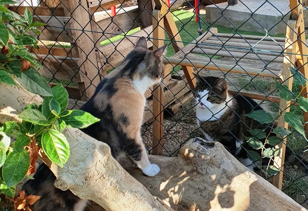 Pension les chats de Ramboroc - Teyran pet otel