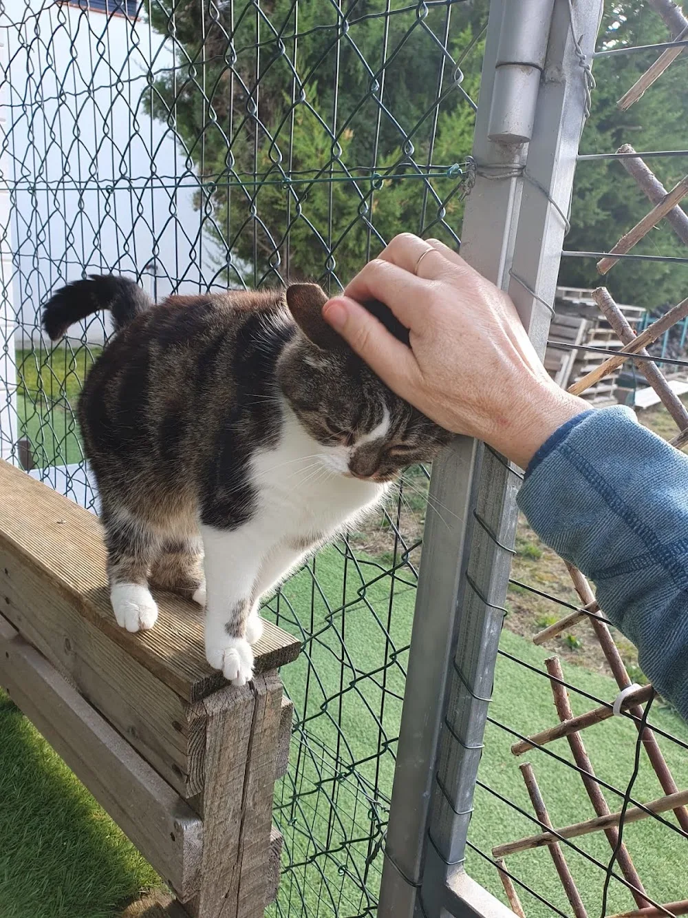 Pension les chats de Ramboroc - Teyran pet otel görseli 3