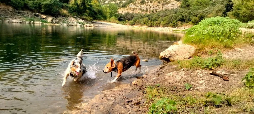Pet sitter dog sitter Garde animaux de compagnie Montpellier - Teyran pet otel