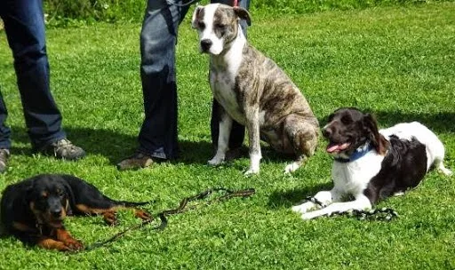 Hundeschule & Hundepension Filipski Blankenburg - Thale pet otel görseli 3