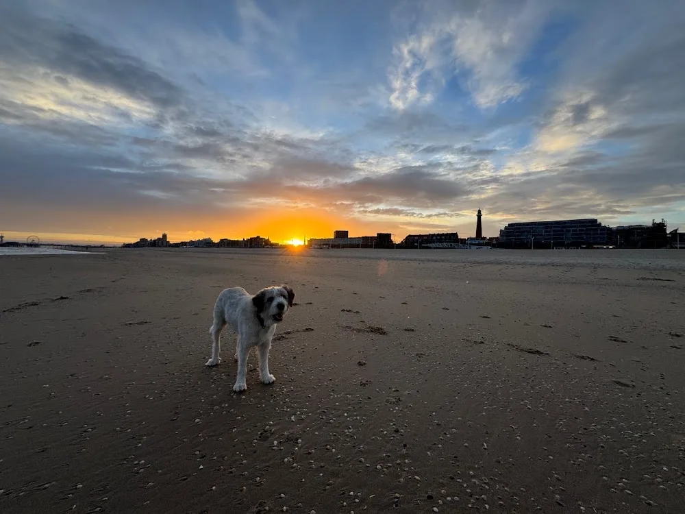 Dog-retreat @ the Beach - The Hague pet otel