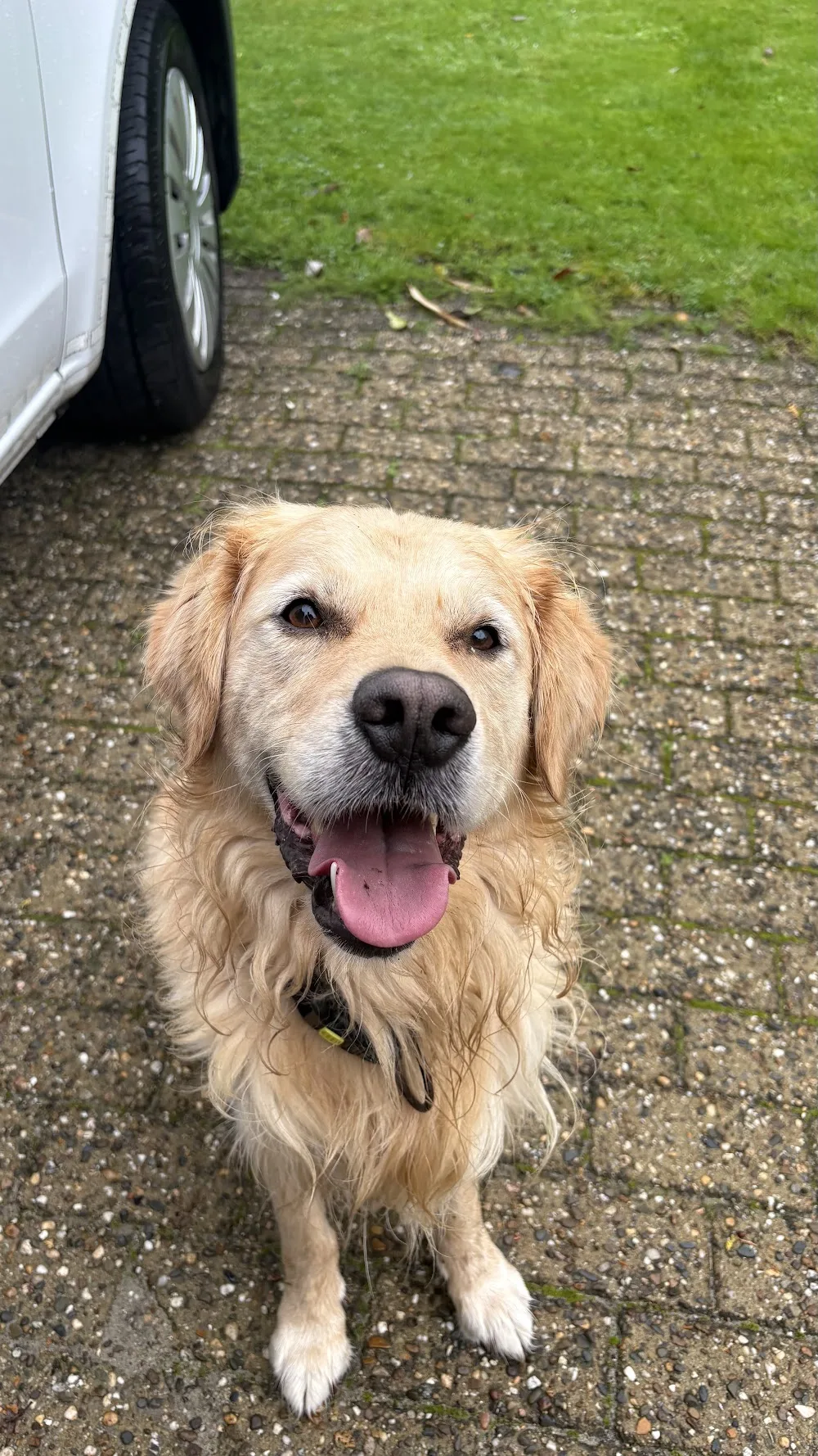 Luckypaw - The Hague pet otel görseli 3