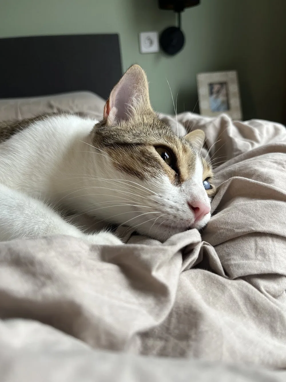 Stichting Hondenzorg en welzijn - The Hague pet otel
