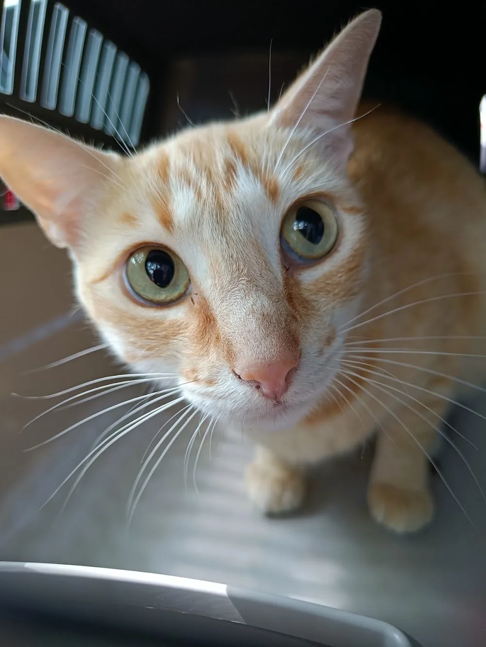 Stichting Hondenzorg en welzijn - The Hague pet otel görseli 3