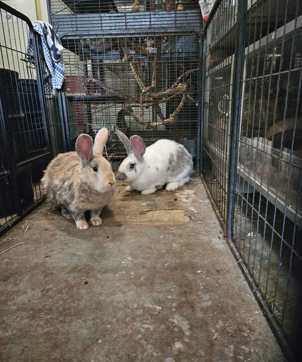 Stichting Knaagdierenopvang Het Knagertje - The Hague pet otel