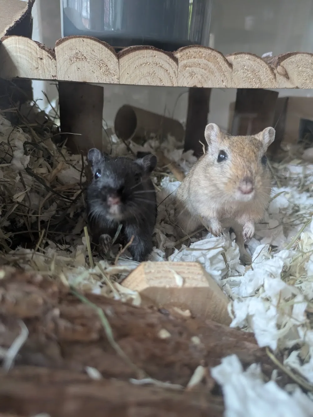 Stichting Knaagdierenopvang Het Knagertje - The Hague pet otel görseli 3