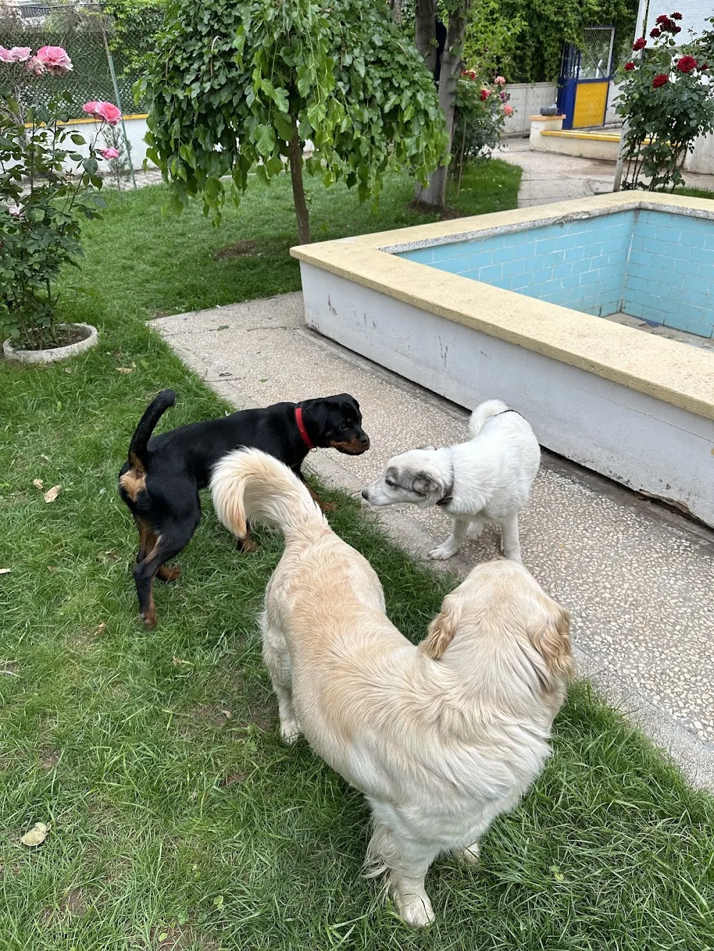 The Pet's Hotel - Diyarbakır Pet Otel - Diyarbakır pet otel görseli 2