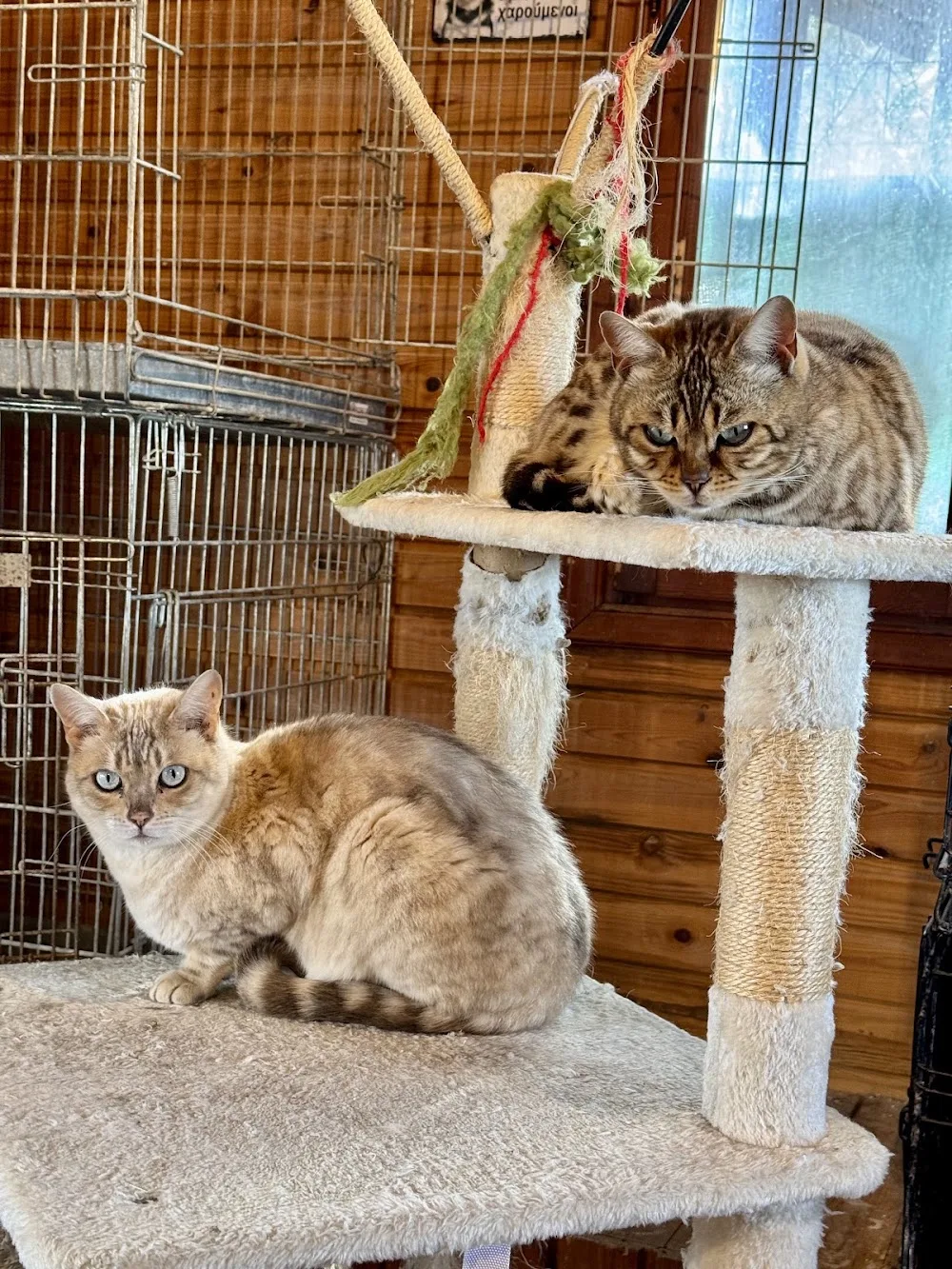 Better than home pet hotel - Thessaloniki pet otel