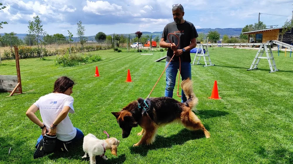 Cane Sentio | IAABC | FearFree | APDT - Thessaloniki pet otel görseli 3