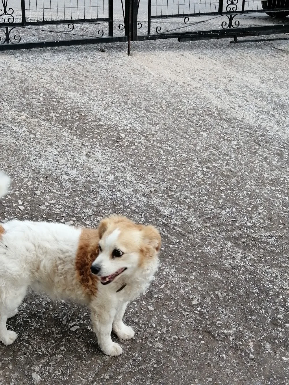 Dēkepaz - Thessaly pet otel