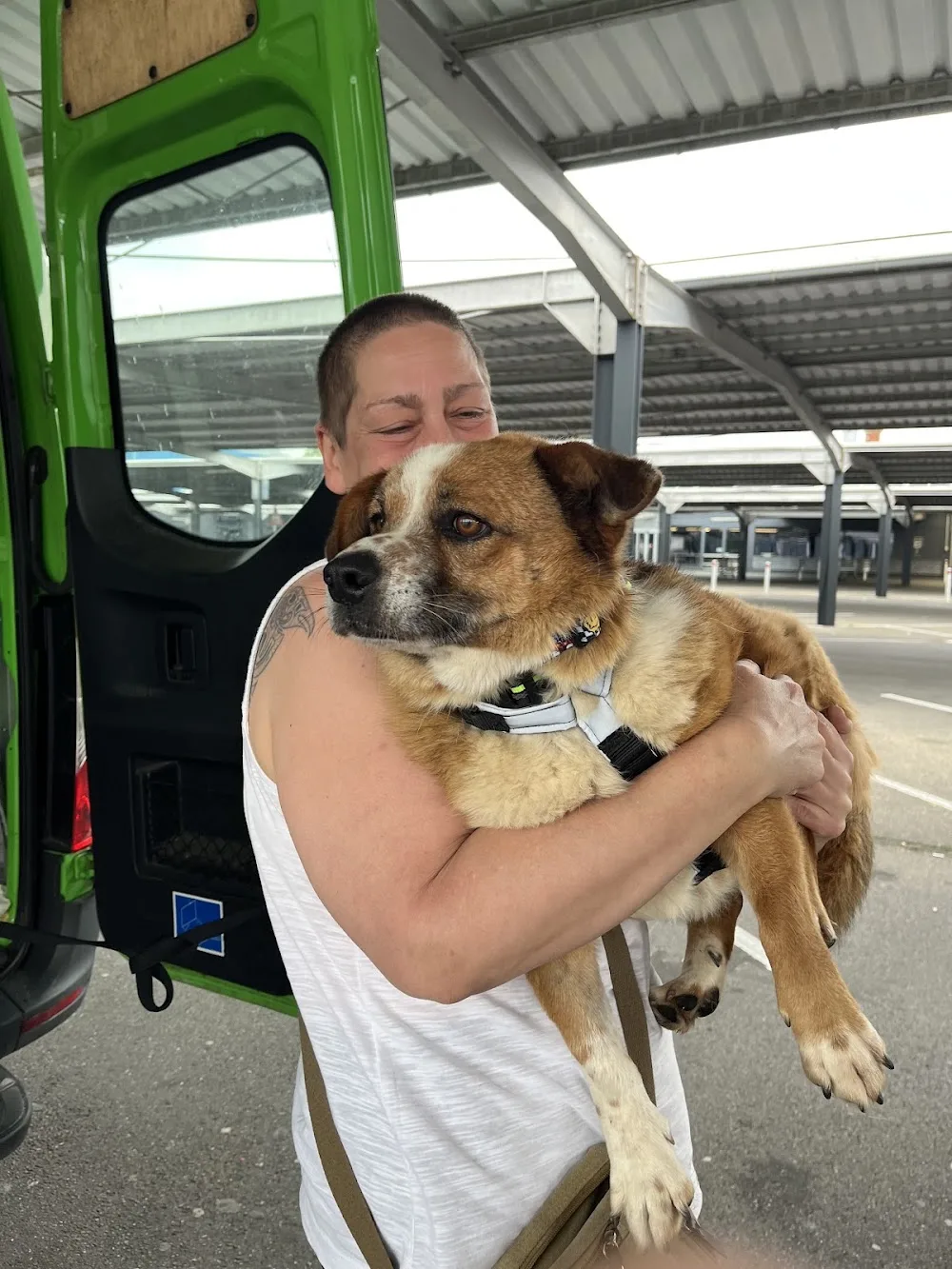 Lilia Paws Travel - Thessaly pet otel görseli 3