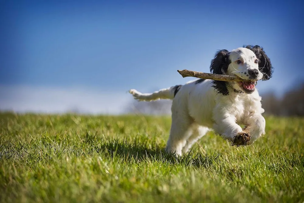 Stow Farm Kennels - Thorrington pet otel