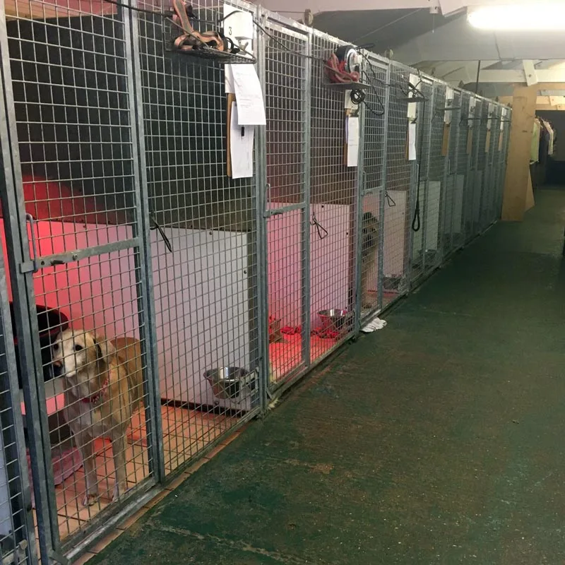 Stow Farm Kennels - Thorrington pet otel görseli 3
