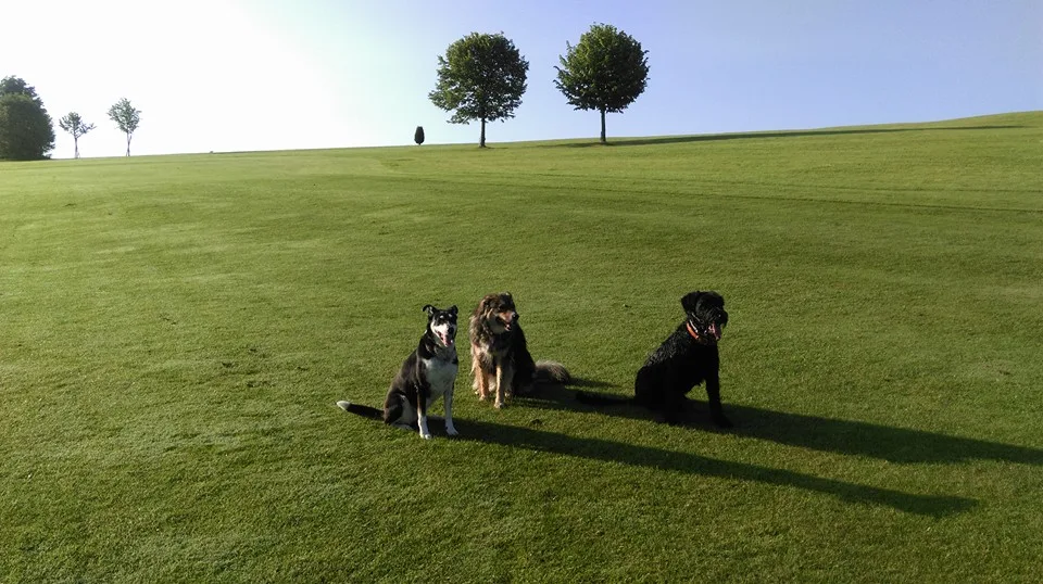 Hundehort Bonnie&Clyde, Hundebetreuung Thurgau - Thurgau pet otel