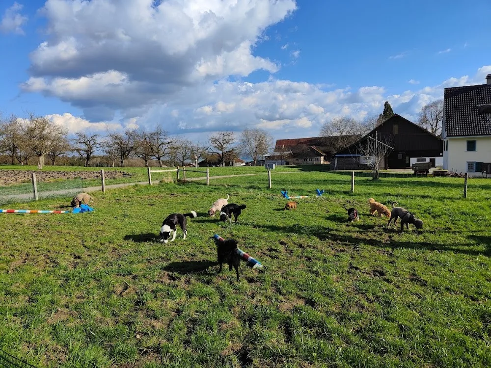 Hundehort Bonnie&Clyde, Hundebetreuung Thurgau - Thurgau pet otel görseli 3