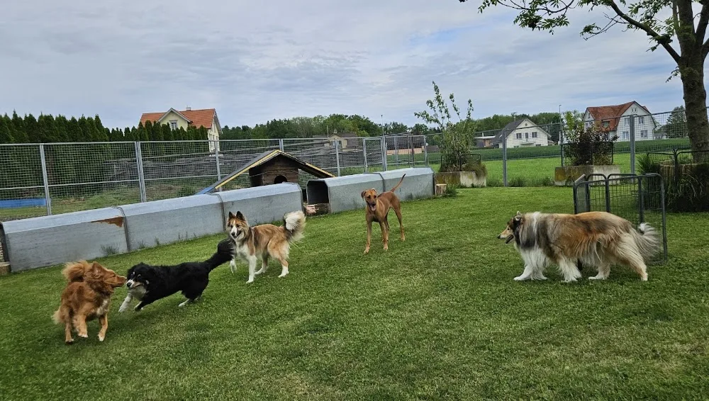 Hundepension-Baumgartner - Thurgau pet otel