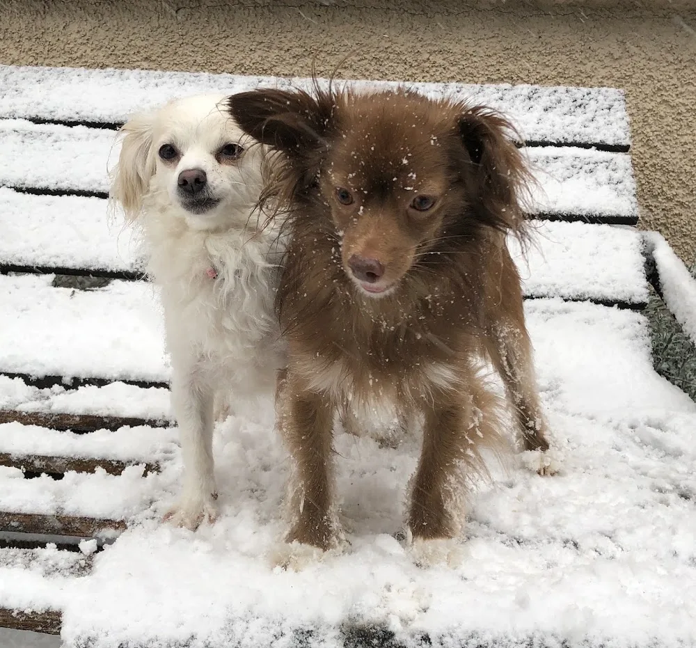 Little Dog Hundebetreuung - Thurgau pet otel