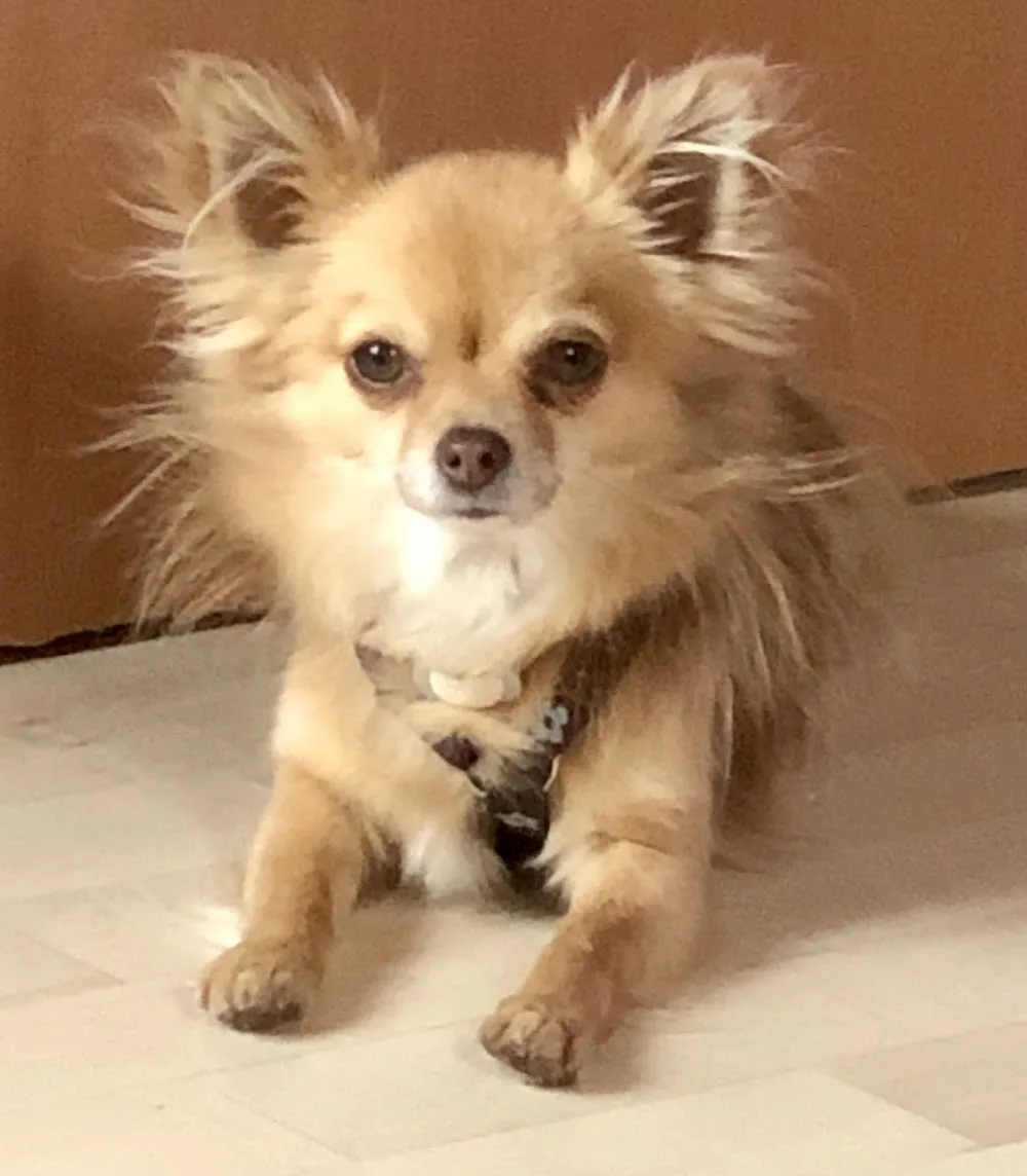 Little Dog Hundebetreuung - Thurgau pet otel görseli 3