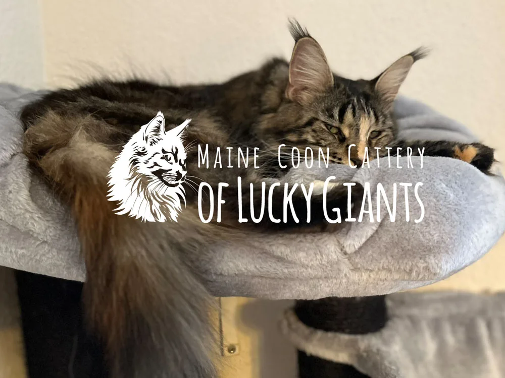 Maine Coon Cattery of Lucky Giants - Thurgau pet otel