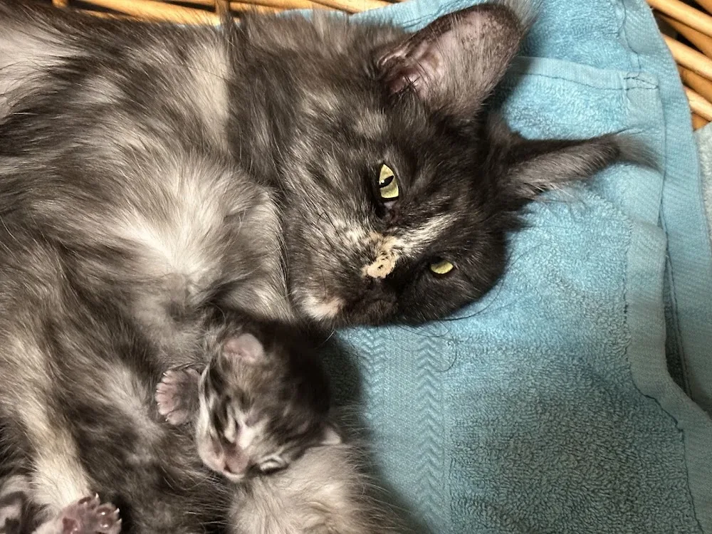 Maine Coon Cattery of Lucky Giants - Thurgau pet otel görseli 3