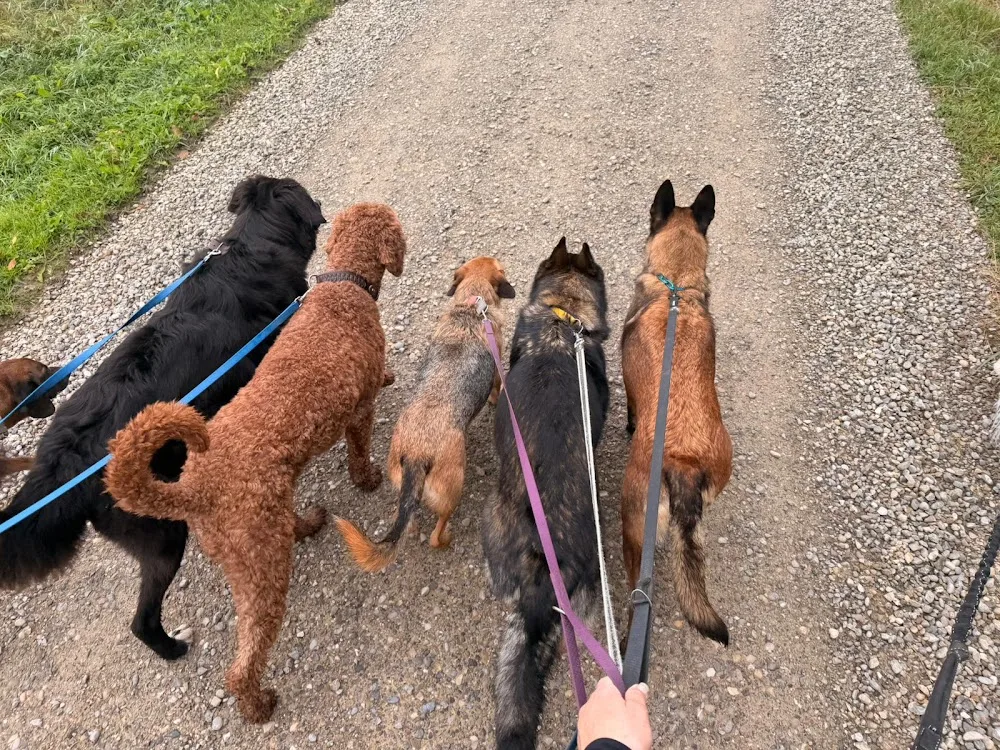 Muellis Dogwalking - Thurgau pet otel