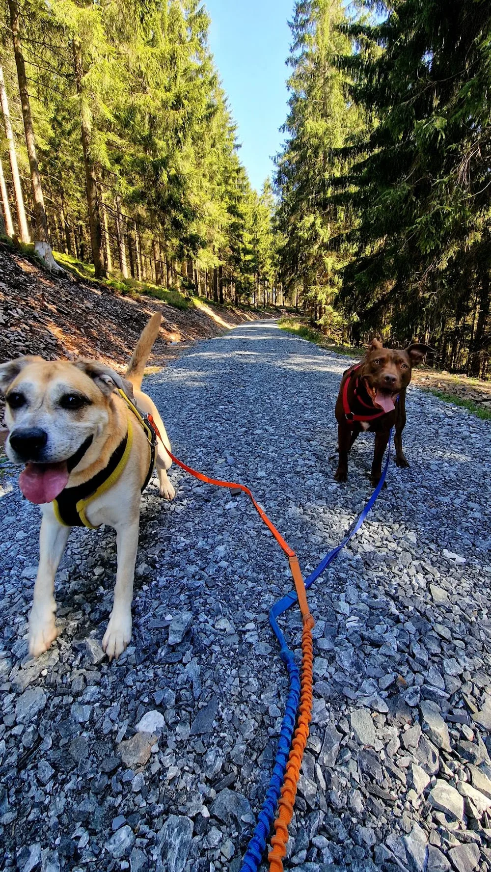 Hunde in Thüringen Hundepension - Thuringia pet otel