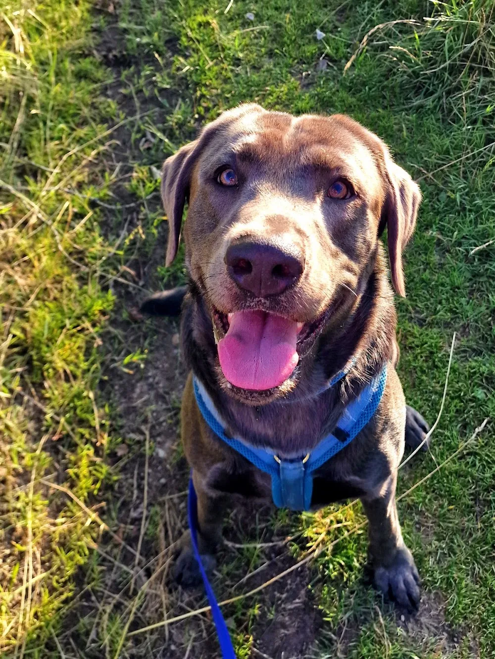 Hunde in Thüringen Hundepension - Thuringia pet otel görseli 3