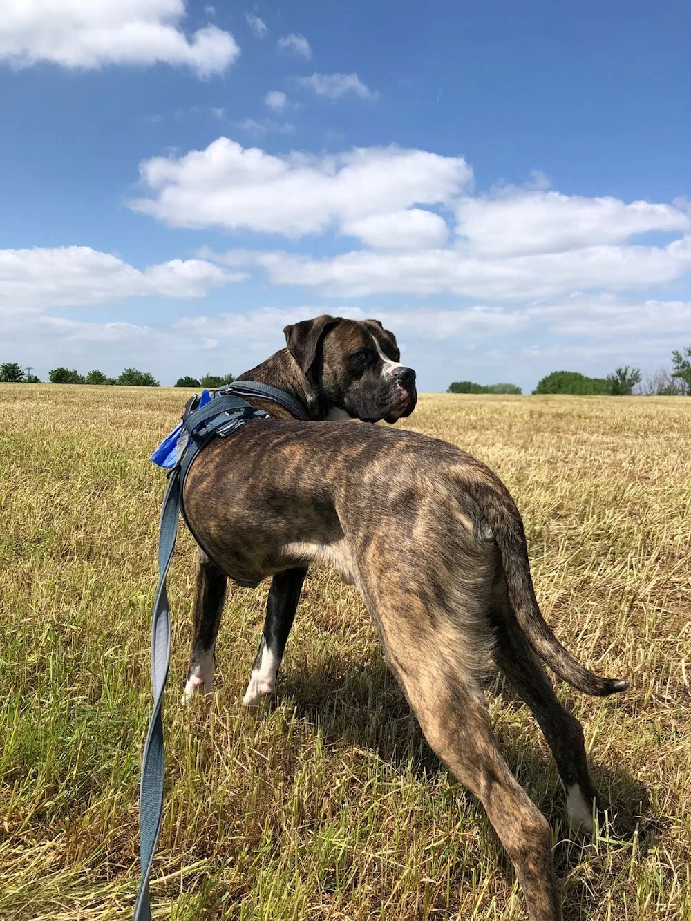 Hundeakademie Wolfserbe -Tierheim-Pension-Hundetraining - Thuringia pet otel