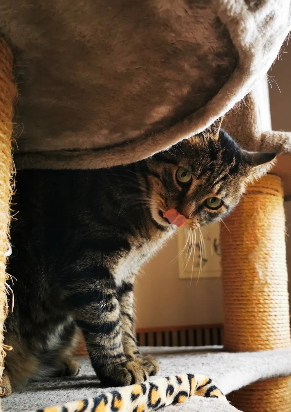 Katzenhotel Mechelgrün - Thuringia pet otel