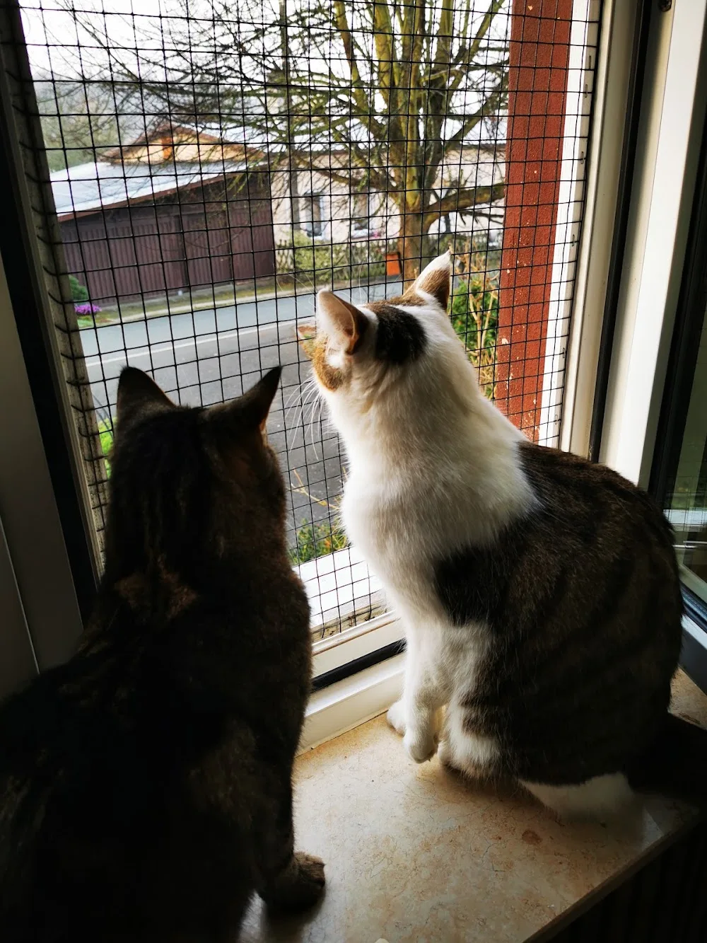 Katzenhotel Mechelgrün - Thuringia pet otel görseli 3