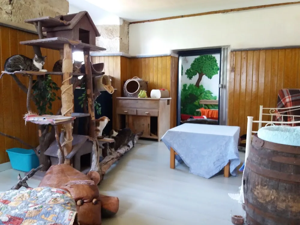 Obermain-Katzenhotel - Thuringia pet otel görseli 3