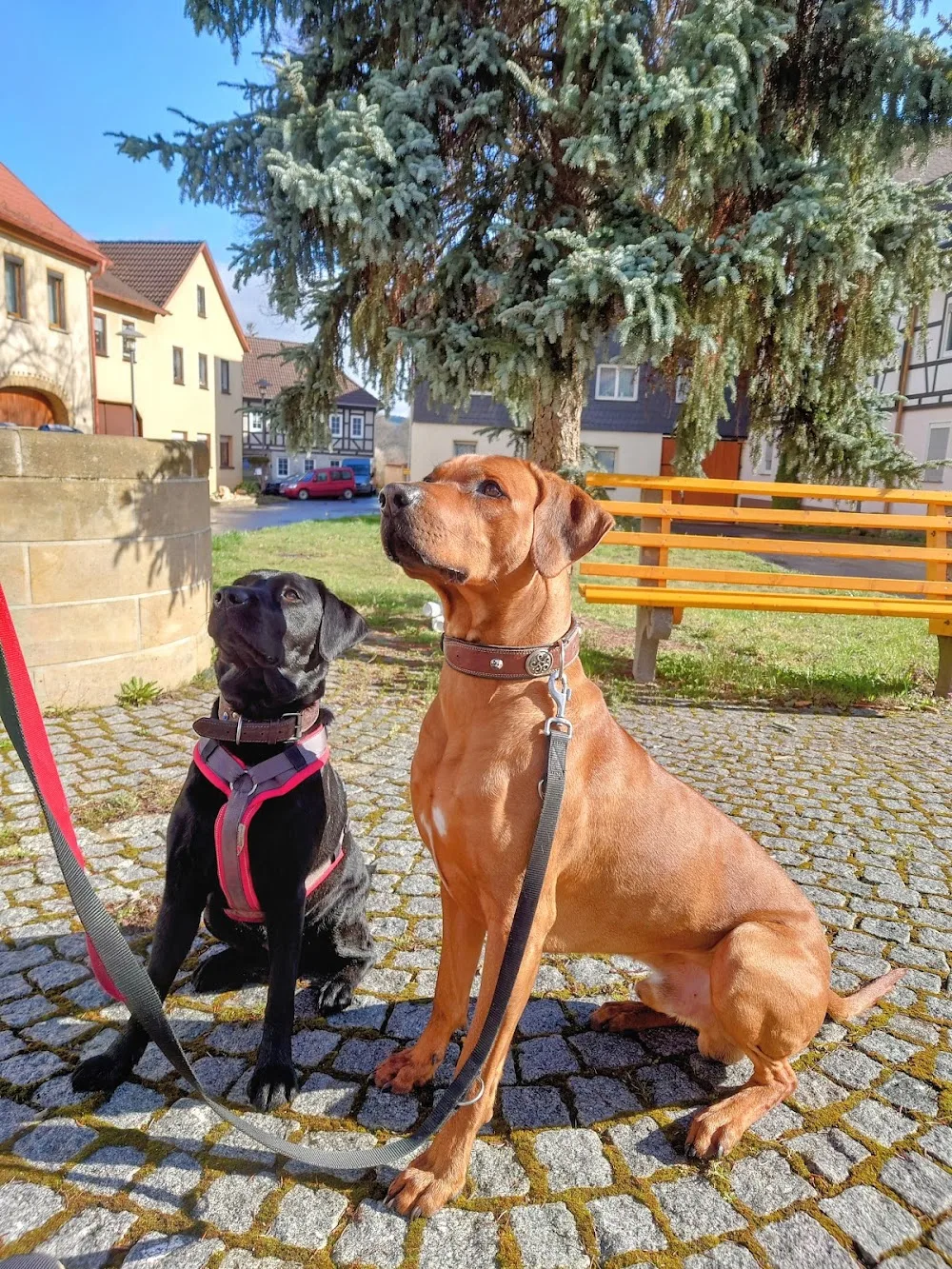 Pfötchen Paradies Hundebetreuung - Thuringia pet otel görseli 3