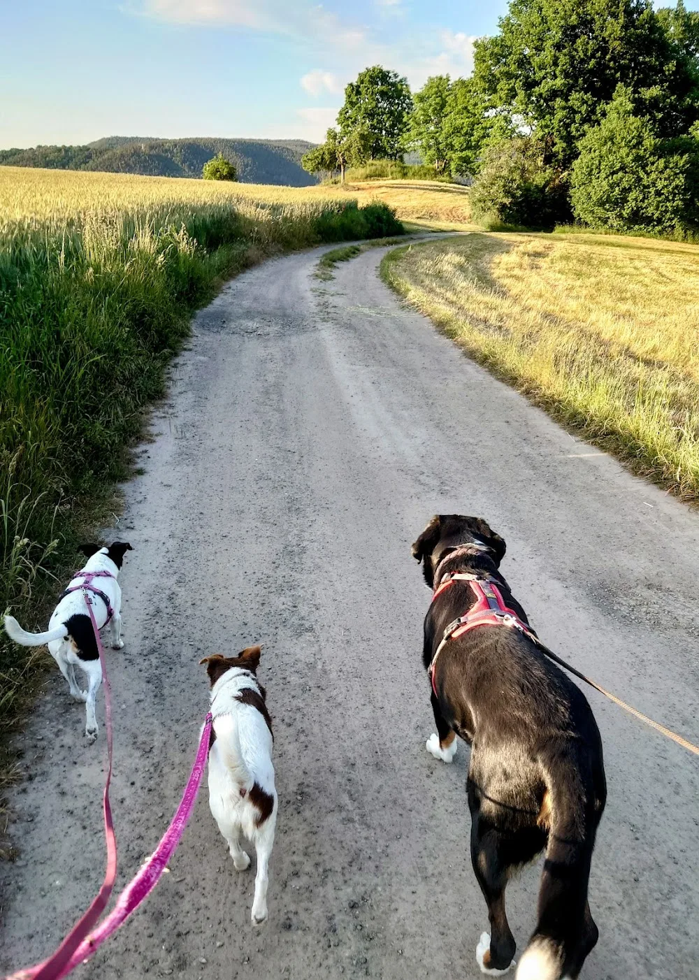 Pfötchen Paradies Hundebetreuung - Thuringia pet otel görseli 6