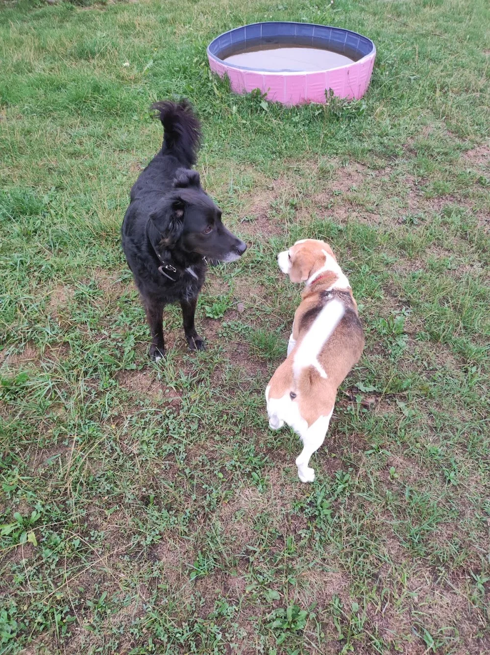 Tierpension - Animal Camp - Thuringia pet otel