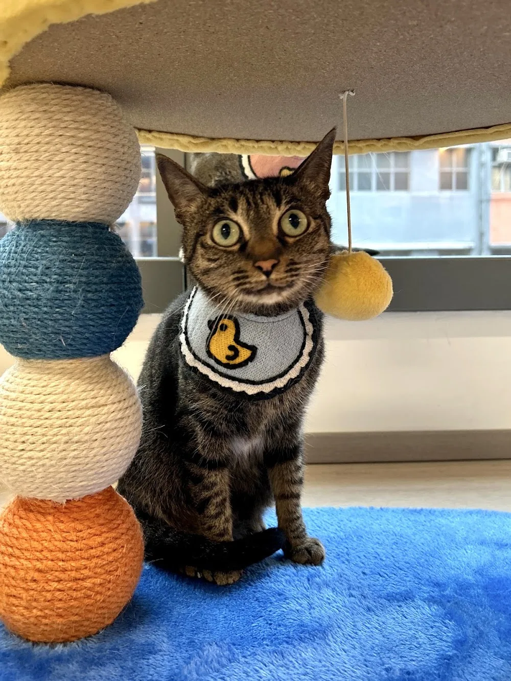 喵喵咪貓酒店 • Meow Meow Mi Cat Hotel - Tibet pet otel görseli 3