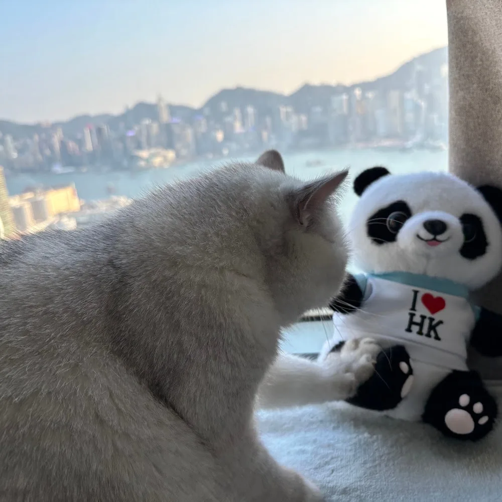 喵喵咪貓酒店 • Meow Meow Mi Cat Hotel - Tibet pet otel görseli 4