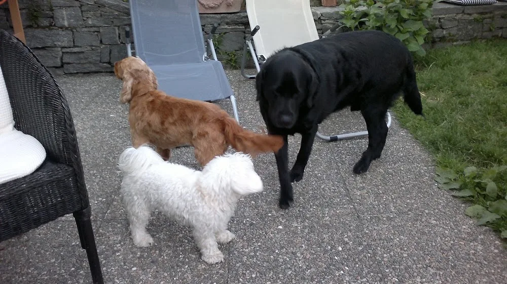 Claudia's Hundeschule & Pension - Ticino pet otel görseli 3