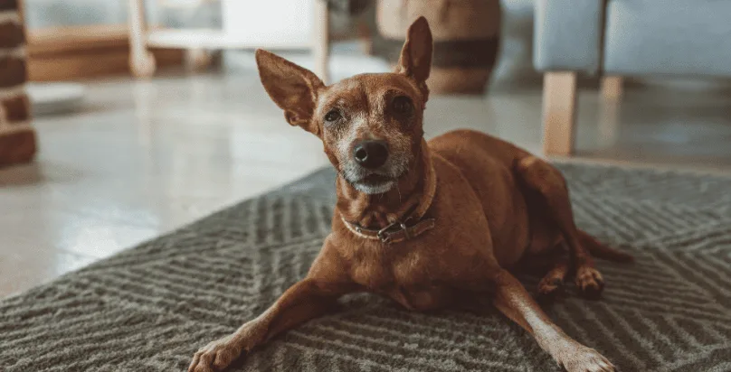 Dog, Cat e Pet Sitter a Mendrisio: Educatore Cinofilo e Pensione per Cani e Gatti - Ticino pet otel