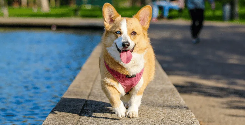Dog, Cat e Pet Sitter a Mendrisio: Educatore Cinofilo e Pensione per Cani e Gatti - Ticino pet otel görseli 3