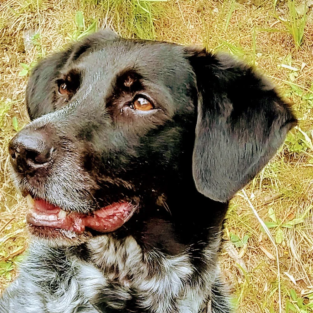 La casa del cane - Ticino pet otel görseli 3