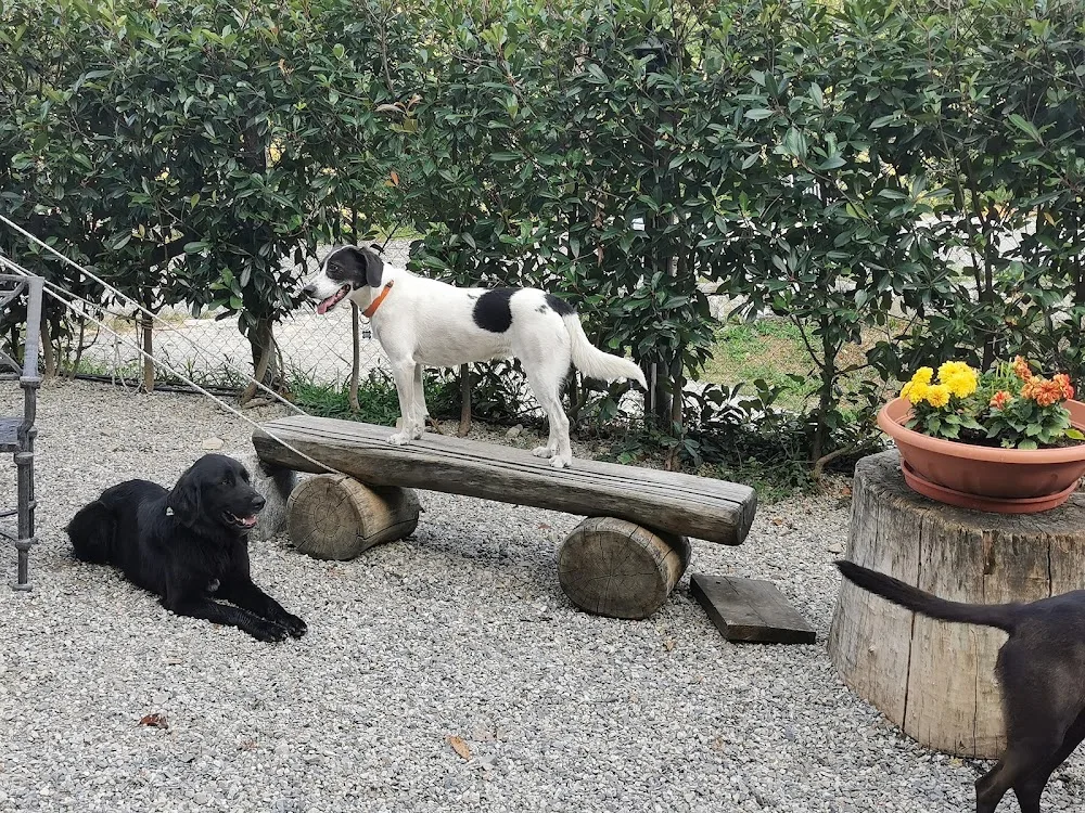 Paradiso dei Cani Sagl - Ticino pet otel görseli 3