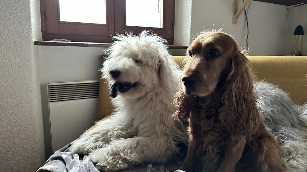 Pensione per Cani "Coccolina" - Ticino pet otel