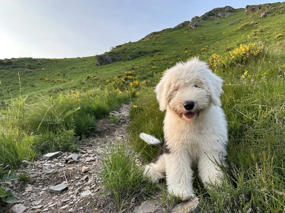 Pensione per Cani "Coccolina" - Ticino pet otel görseli 3