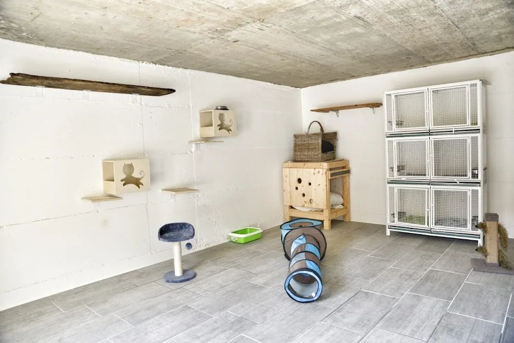 Pensione per gatti - Ticino pet otel görseli 3