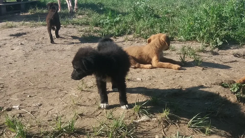 Dog Park - Timiș pet otel