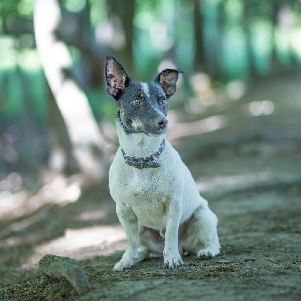 Dog Park - Timiș pet otel görseli 5