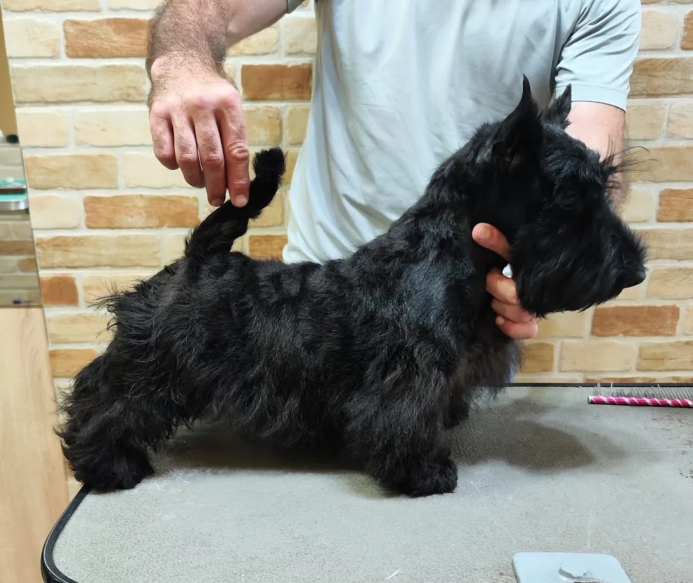 Tonyawire Kennel - Timiș pet otel görseli 3