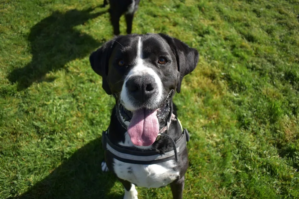 Country kennels - Tipperary pet otel