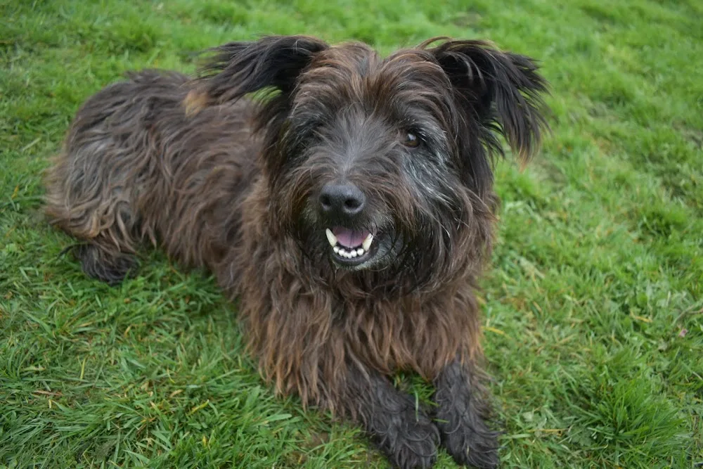 Country kennels - Tipperary pet otel görseli 3