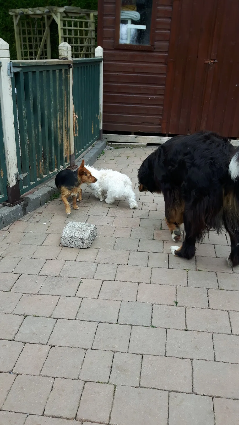 Country Tails Home Boarding Clerihan - Tipperary pet otel görseli 3